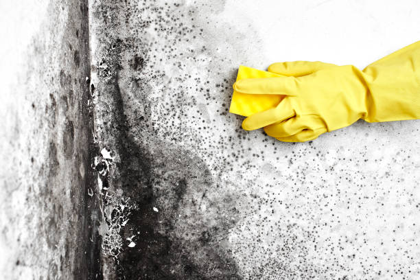 Mold Documentation for Insurance Claims in Queen Creek, AZ